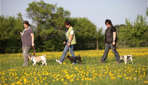 arbeit-am-hund_02