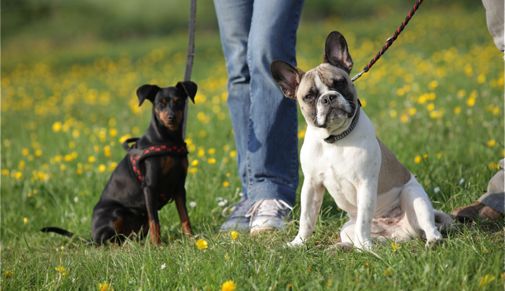 welpenarbeit-am-hund_01