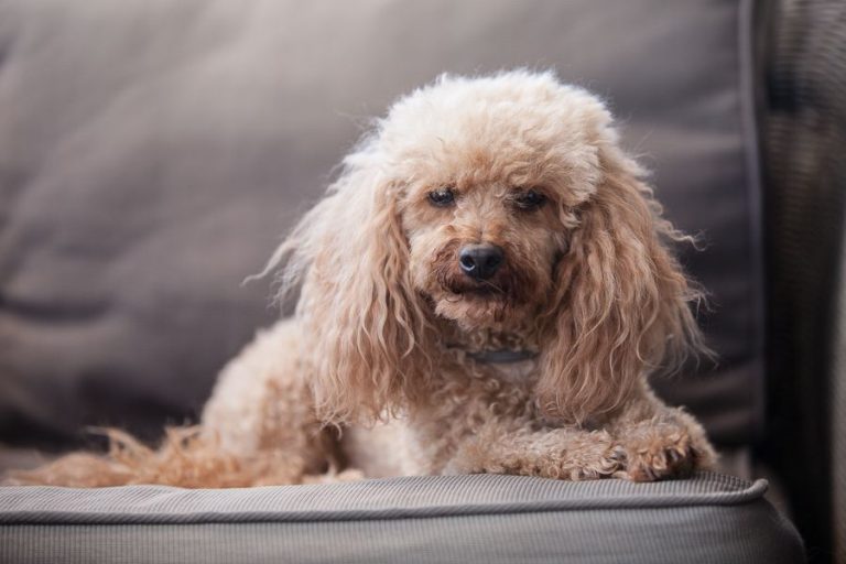 Pudel im Hundeverhaltenszentrum