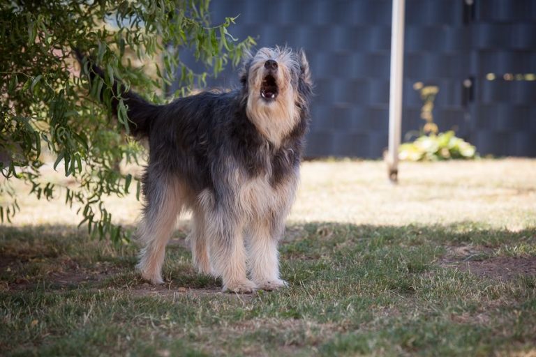 Hunde wartet auf sein Hundetraining, Motte, Hundeverhaltenszentrum