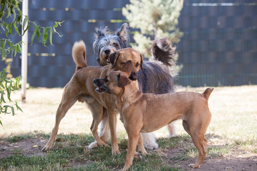 Training im Hundeverhaltenszentrum