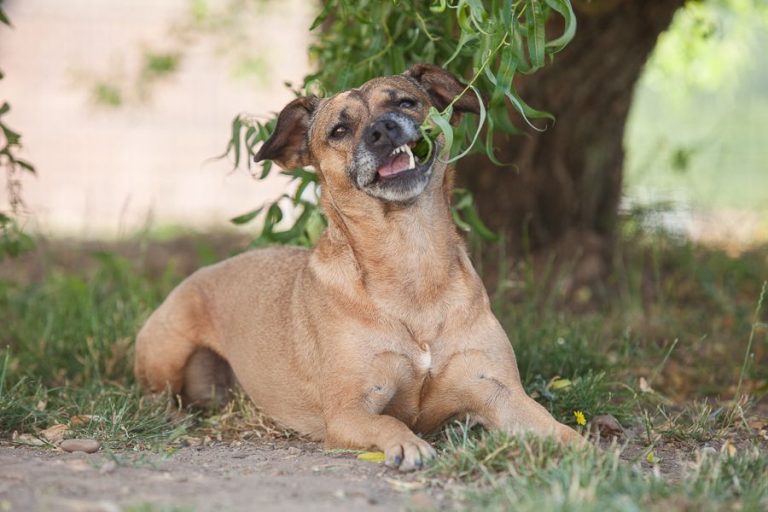 Aufmerksamer Hund an einem Trainingstag im Hundeverhaltenszentrum