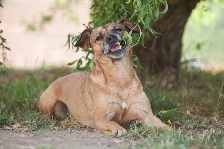 Aufmerksamer Hund an einem Trainingstag im Hundeverhaltenszentrum