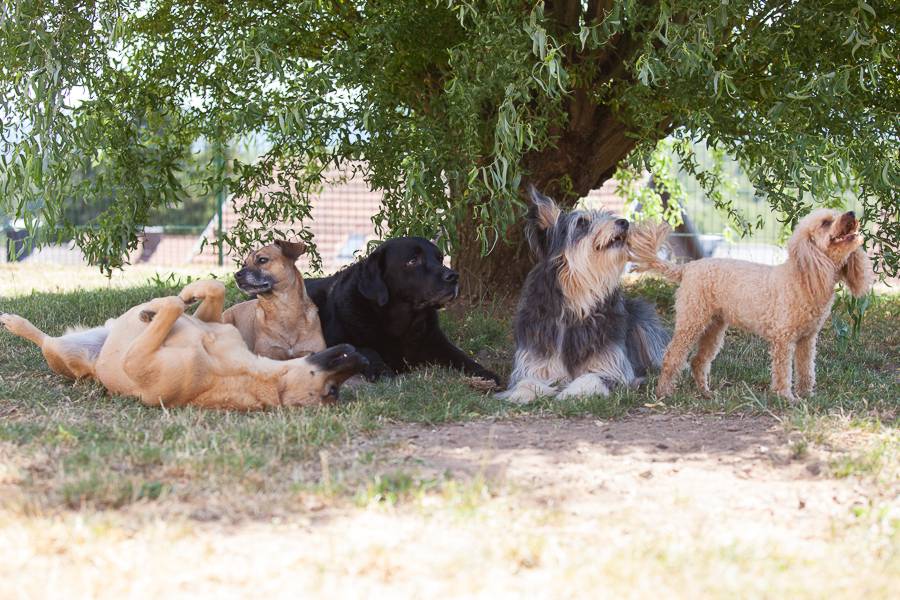 Glückliche Hunde an einem Trainingstag im Hundeverhaltenszentrum
