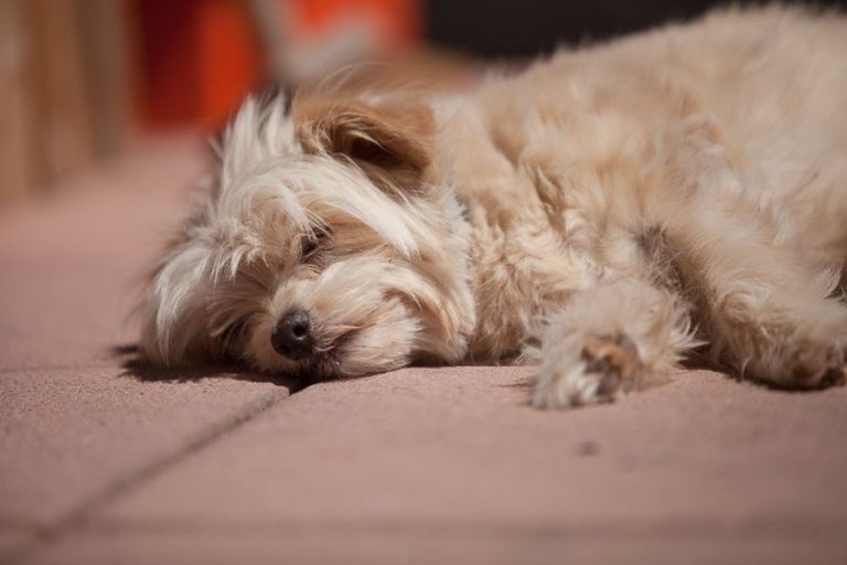Zufriedener Hund nach Hundetraining