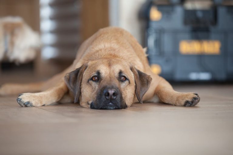 Hund wartet auf sein Training
