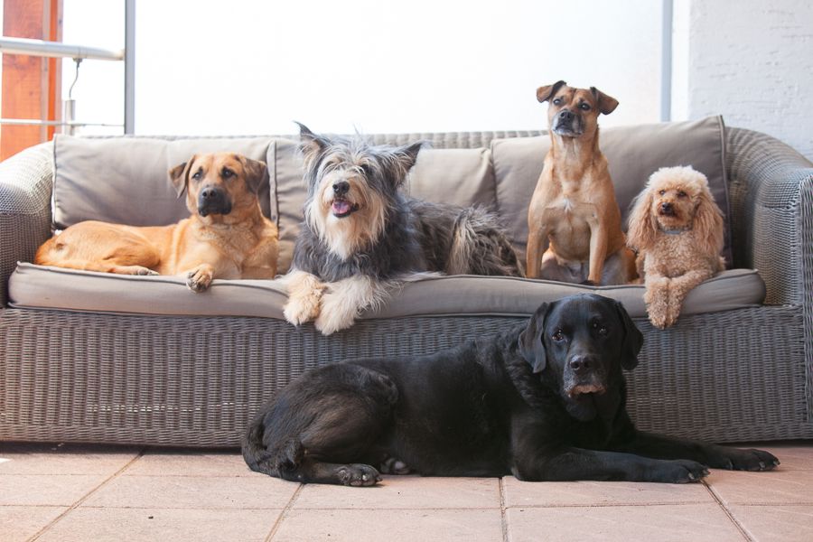 Trainingshunde Hundeverhaltenszentrum