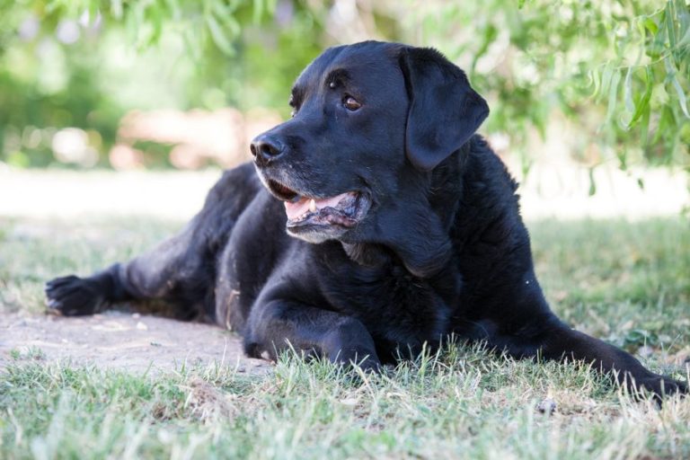 Carlos, Hundeverhaltenszentrum, Grundgehorsam, Impulskontrolle, Training, Spaziergang