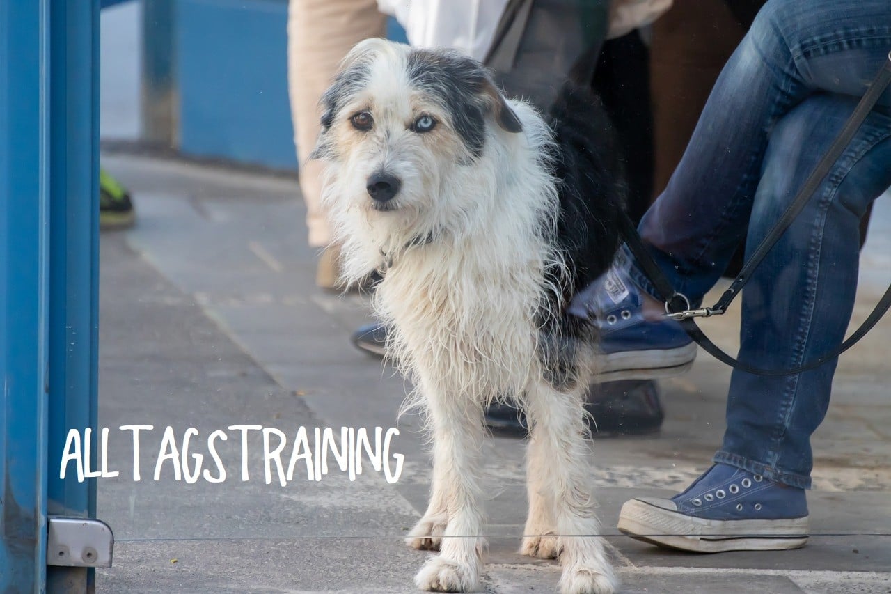 Alltagstraining, Stadttraining, Stadt, Grundgehorsam, Impulskontrolle