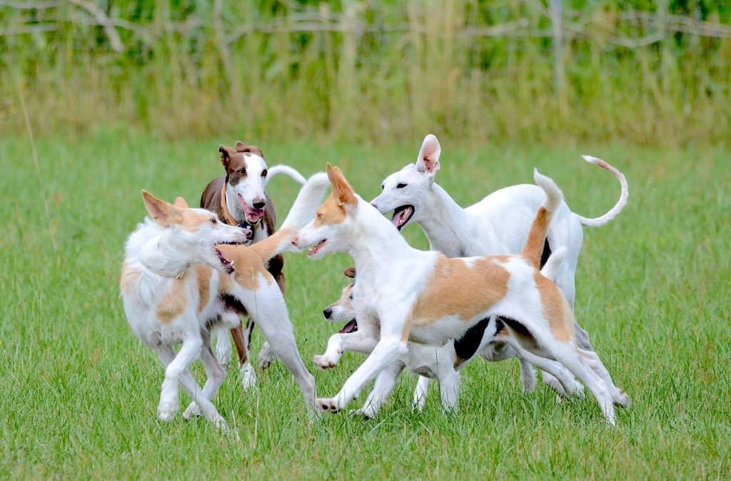 Grundgehorsam, Impulskontrolle, Training, Halbstarke, Hundeverhaltenszentrum