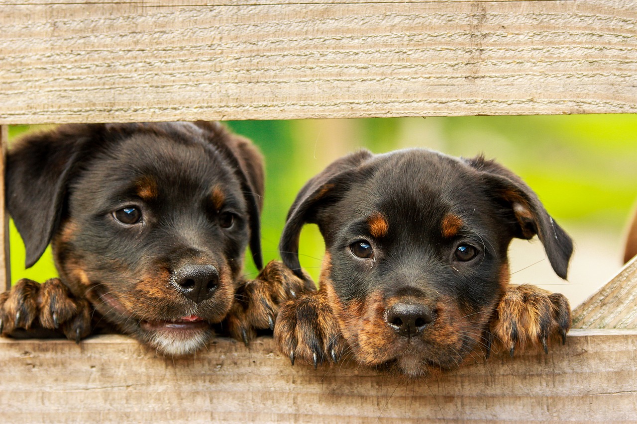 Welpen, Welpentraining, Grundgehorsam, Training, Hundeverhaltenszentrum
