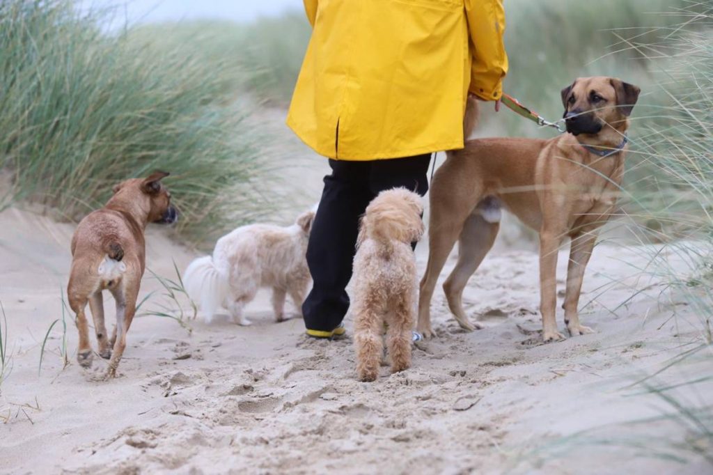 Urlaub, Hundetraining, Strand