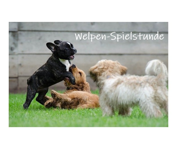 Welpen Spiel, Hundeverhaltenszentrum, Sonntag, Hundeerziehung, Hundekommunikation, Welpengruppe, Erziehung, Hundeschule