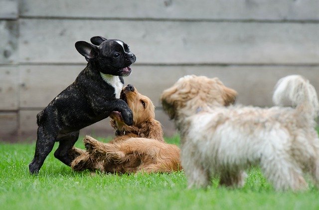 Welpen Spiel, Hundeverhaltenszentrum, Sonntag, Hundeerziehung, Hundekommunikation, Welpengruppe, Erziehung, Hundeschule