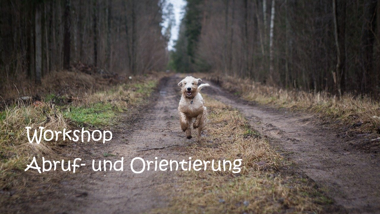 Abruf, Orientierung, Hundeverhaltenszentrum