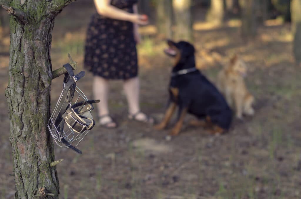 Woman is playing in the forest with a rottweiler and a red mixed breed dog. Playing with the ball during a morning walk. Focus on the muzzle hanging on a branch. Love for pets.