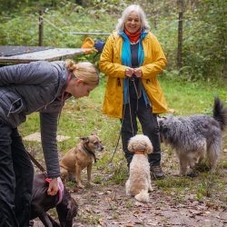 Hundetraining beim Dream Team Camp